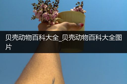 贝壳动物百科大全_贝壳动物百科大全图片