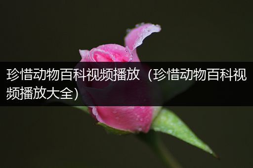 珍惜动物百科视频播放（珍惜动物百科视频播放大全）