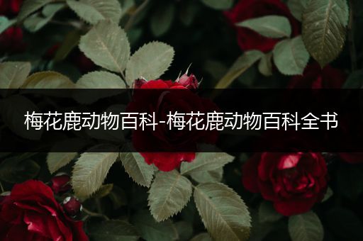 梅花鹿动物百科-梅花鹿动物百科全书