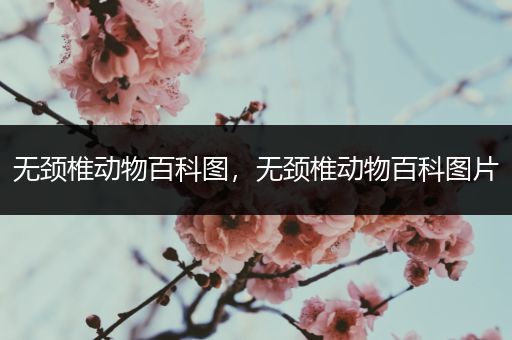 无颈椎动物百科图，无颈椎动物百科图片