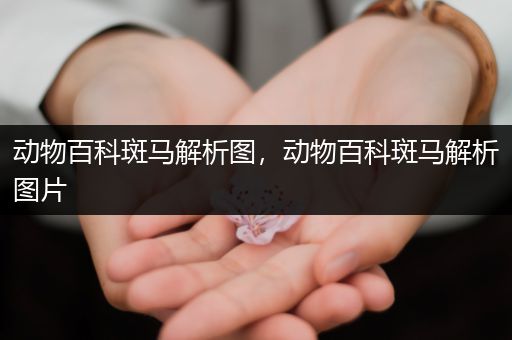 动物百科斑马解析图，动物百科斑马解析图片