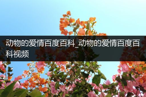 动物的爱情百度百科_动物的爱情百度百科视频