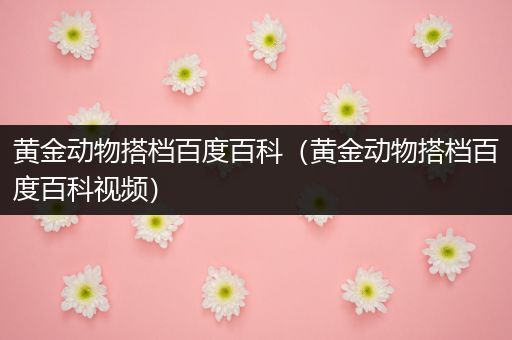 黄金动物搭档百度百科（黄金动物搭档百度百科视频）