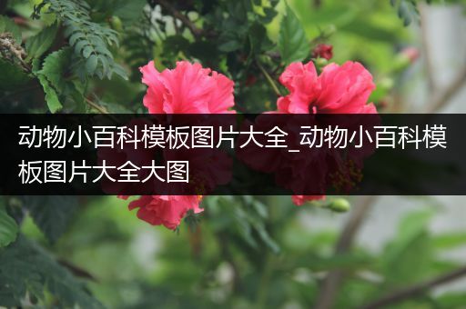 动物小百科模板图片大全_动物小百科模板图片大全大图