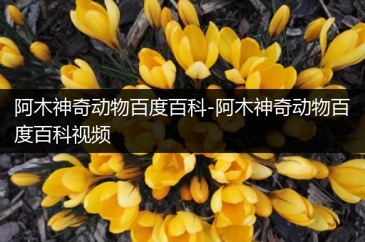阿木神奇动物百度百科-阿木神奇动物百度百科视频