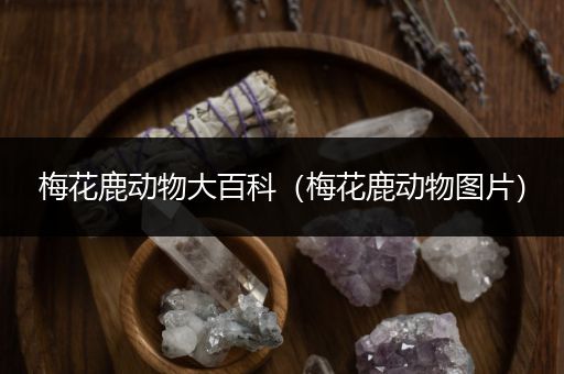 梅花鹿动物大百科（梅花鹿动物图片）