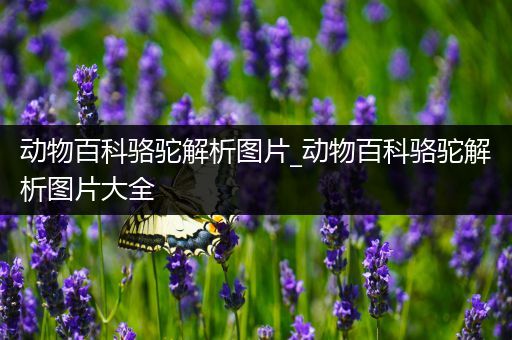 动物百科骆驼解析图片_动物百科骆驼解析图片大全