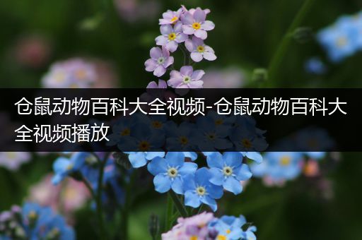 仓鼠动物百科大全视频-仓鼠动物百科大全视频播放