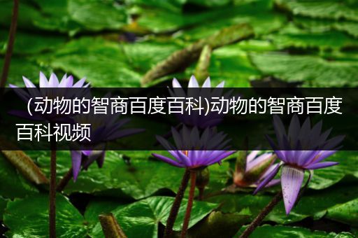（动物的智商百度百科)动物的智商百度百科视频