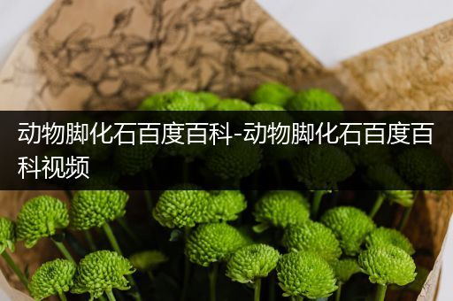 动物脚化石百度百科-动物脚化石百度百科视频