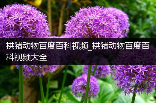 拱猪动物百度百科视频_拱猪动物百度百科视频大全