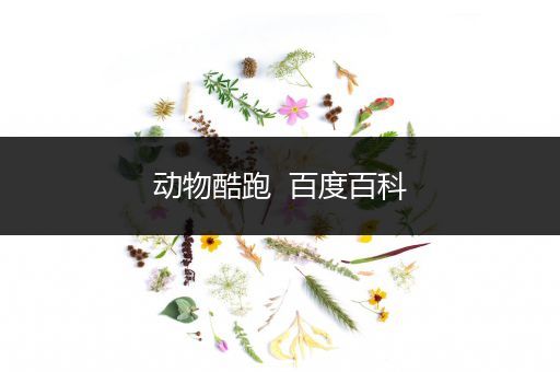 动物酷跑  百度百科