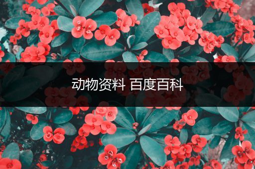 动物资料 百度百科