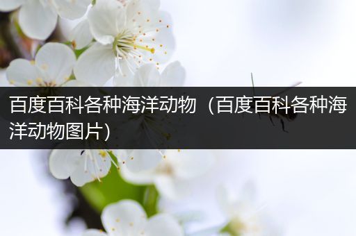 百度百科各种海洋动物（百度百科各种海洋动物图片）