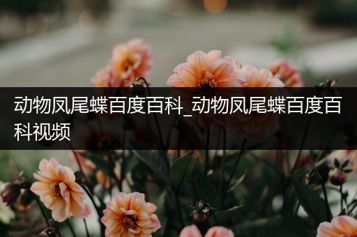 动物凤尾蝶百度百科_动物凤尾蝶百度百科视频