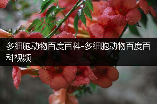 多细胞动物百度百科-多细胞动物百度百科视频
