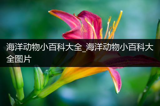 海洋动物小百科大全_海洋动物小百科大全图片