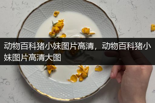 动物百科猪小妹图片高清，动物百科猪小妹图片高清大图