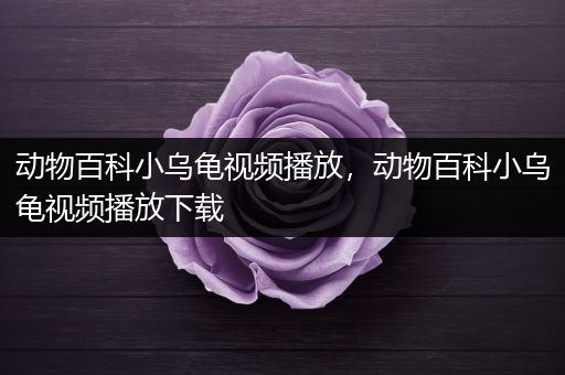 动物百科小乌龟视频播放，动物百科小乌龟视频播放下载