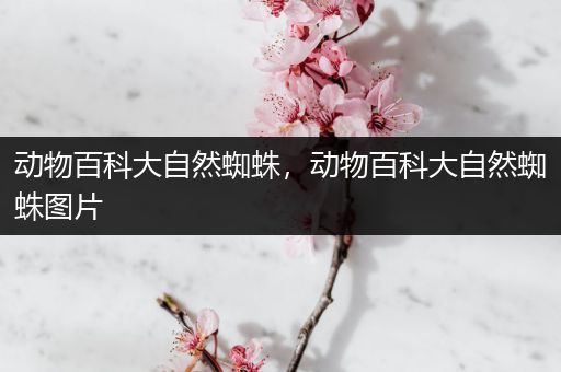 动物百科大自然蜘蛛，动物百科大自然蜘蛛图片