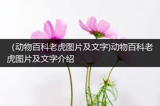 （动物百科老虎图片及文字)动物百科老虎图片及文字介绍