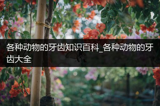 各种动物的牙齿知识百科_各种动物的牙齿大全