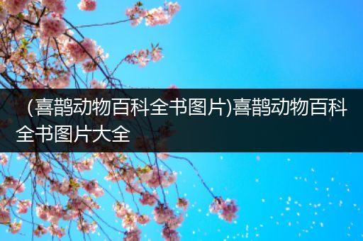 （喜鹊动物百科全书图片)喜鹊动物百科全书图片大全