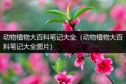 动物植物大百科笔记大全（动物植物大百科笔记大全图片）