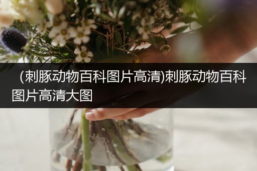 （刺豚动物百科图片高清)刺豚动物百科图片高清大图