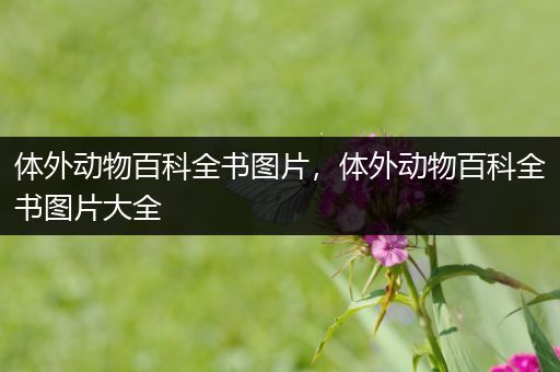 体外动物百科全书图片，体外动物百科全书图片大全