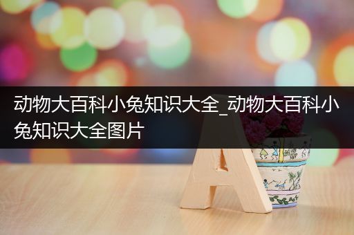 动物大百科小兔知识大全_动物大百科小兔知识大全图片