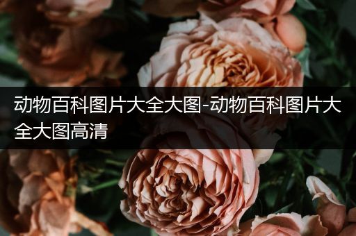 动物百科图片大全大图-动物百科图片大全大图高清