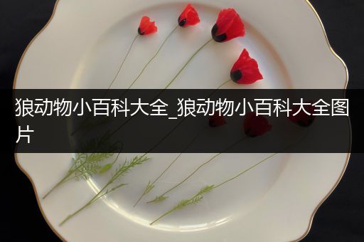 狼动物小百科大全_狼动物小百科大全图片