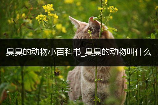 臭臭的动物小百科书_臭臭的动物叫什么