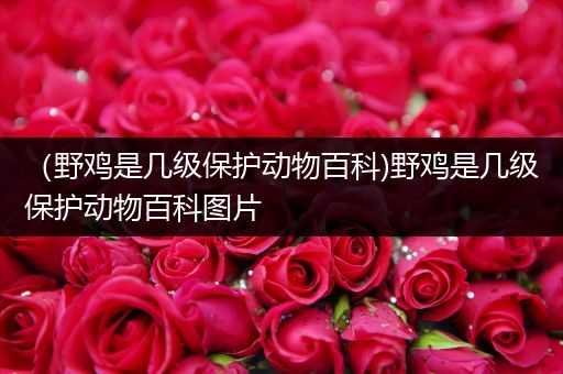 （野鸡是几级保护动物百科)野鸡是几级保护动物百科图片