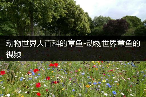 动物世界大百科的章鱼-动物世界章鱼的视频