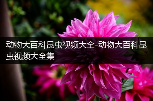 动物大百科昆虫视频大全-动物大百科昆虫视频大全集