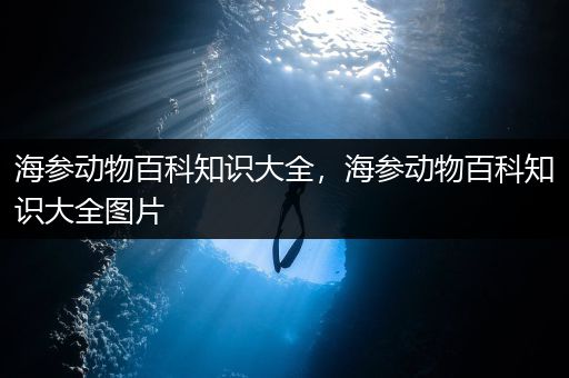海参动物百科知识大全，海参动物百科知识大全图片