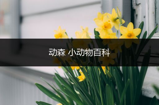 动森 小动物百科