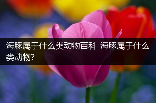 海豚属于什么类动物百科-海豚属于什么类动物?