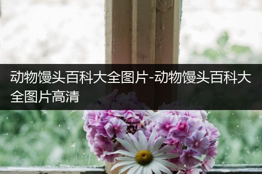 动物馒头百科大全图片-动物馒头百科大全图片高清