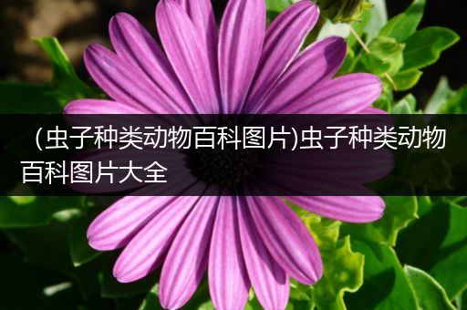 （虫子种类动物百科图片)虫子种类动物百科图片大全