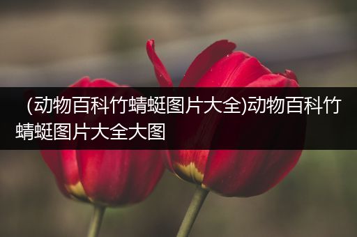 （动物百科竹蜻蜓图片大全)动物百科竹蜻蜓图片大全大图