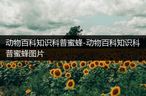 动物百科知识科普蜜蜂-动物百科知识科普蜜蜂图片