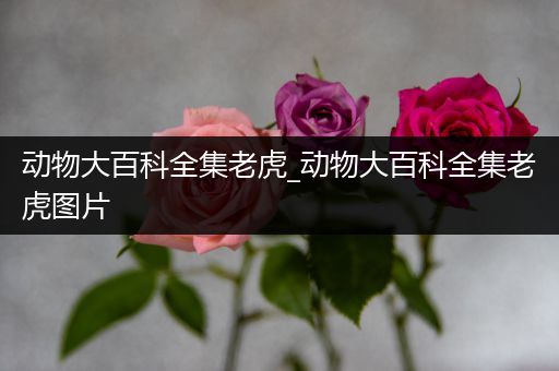 动物大百科全集老虎_动物大百科全集老虎图片