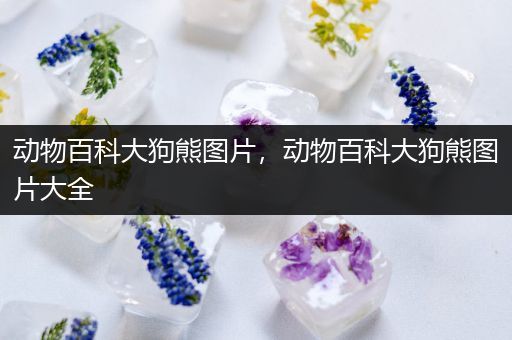 动物百科大狗熊图片，动物百科大狗熊图片大全