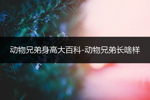 动物兄弟身高大百科-动物兄弟长啥样