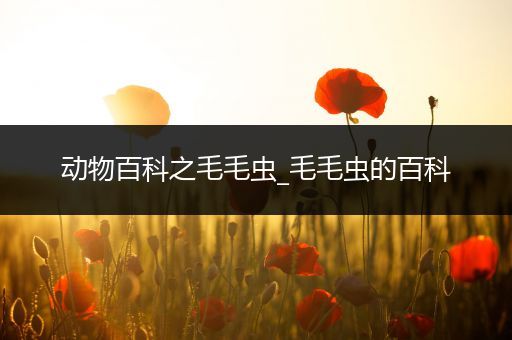 动物百科之毛毛虫_毛毛虫的百科