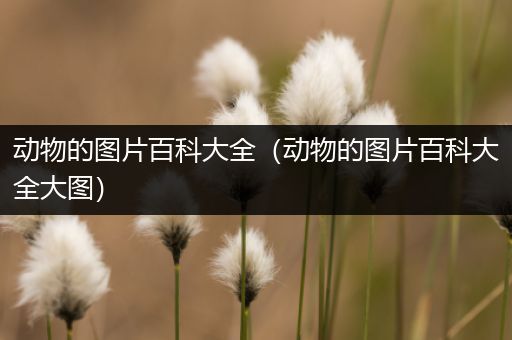 动物的图片百科大全（动物的图片百科大全大图）