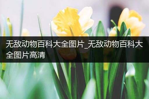 无敌动物百科大全图片_无敌动物百科大全图片高清